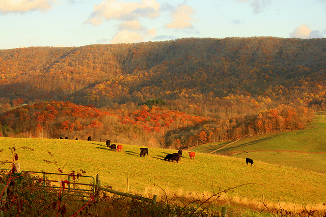 Virginia Grass Fed Beef - by Jason Matyas