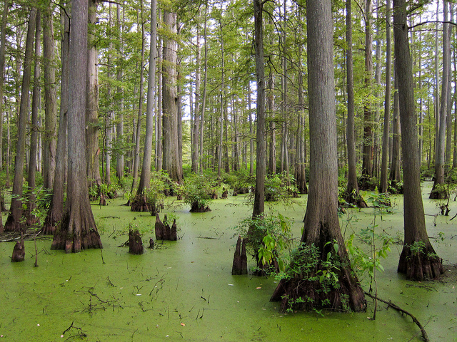 Baldcypress (Taxodium distichum) in Heron Pond in Cache River State Natural Area