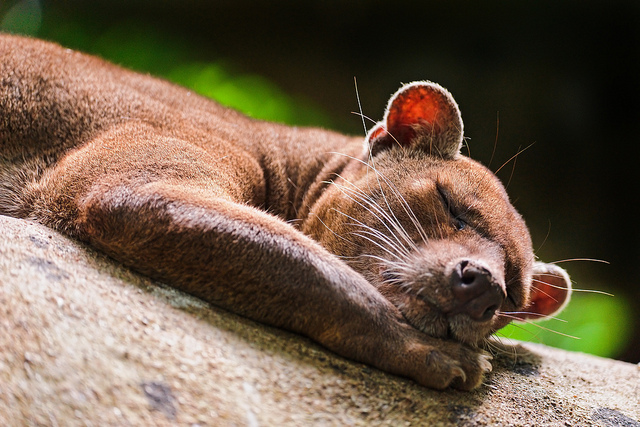 Cute sleeping fossa