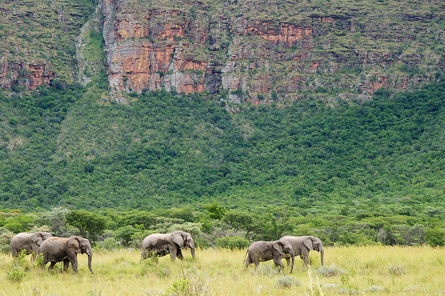 Ndlovu at Entabeni