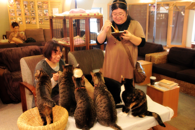 Ladies feeding cats in a cat cafe in Ikebukuro, Tokyo