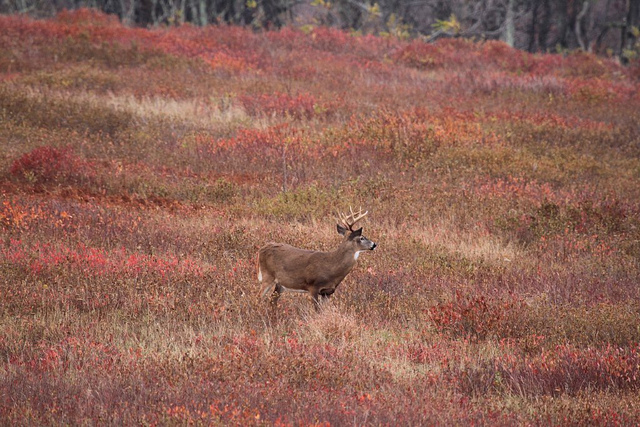 Autumn on the Skyline Drive