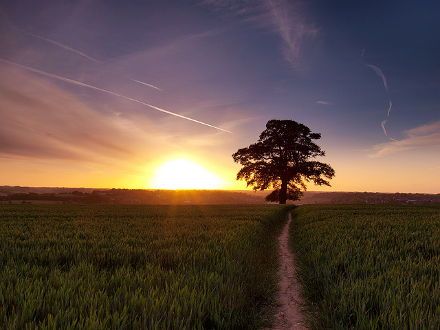 Lone 200 year old oak tree, Chilterns, UK