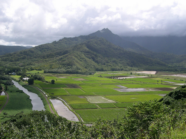 NASS Hawaii Ag Blog - Taro Fields Pic