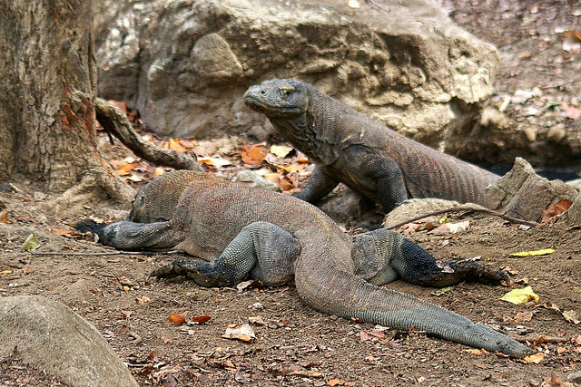 Rinca Komodo Dragons