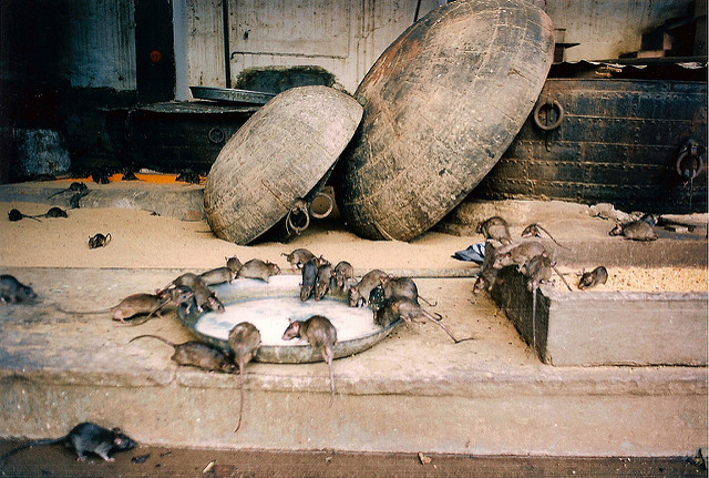 rat temple bikaner 2