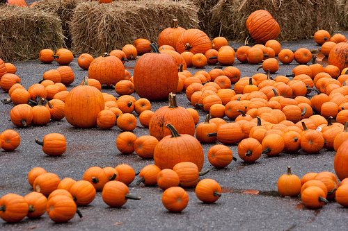 Pumpkin Festival 2009