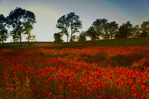 bisschen Mohn am Wegesrand