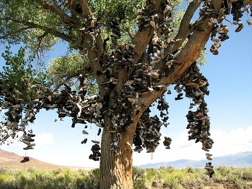 Shoe Tree 04