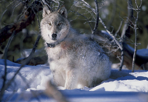 Gray Wolf in Yellowstone National Park (endangered) 