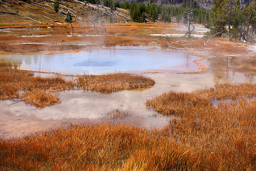 Autumn grasses in the Orange springs area.