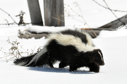 Striped Skunk (Mephitis mephitis)  DSC_0030