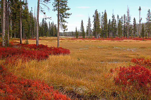 Autumn colors in Yellowstone.......1 of 2