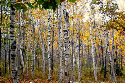 Acadian Autumn