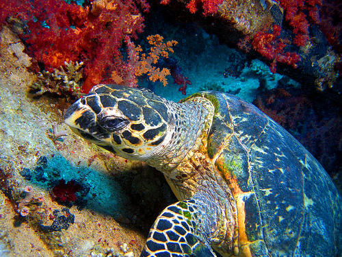 Best Scuba Diving Destinations In The World