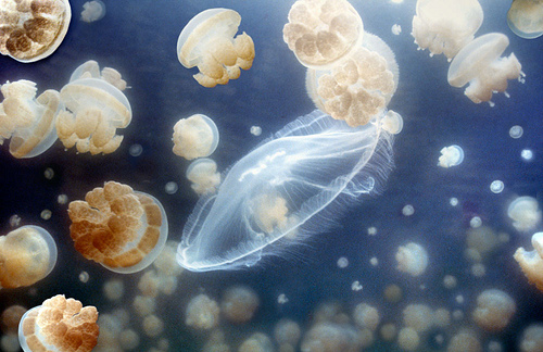 Jellyfish Lake in Palau