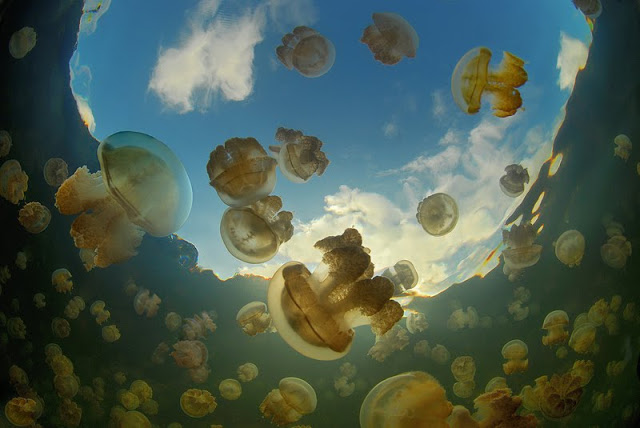 Jellyfish Lake, Palau