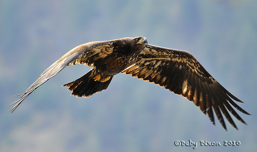 Immature bald eagle flies by