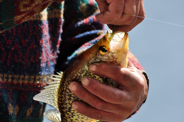 Crappie