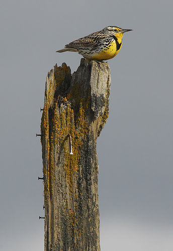 Western Meadowlark