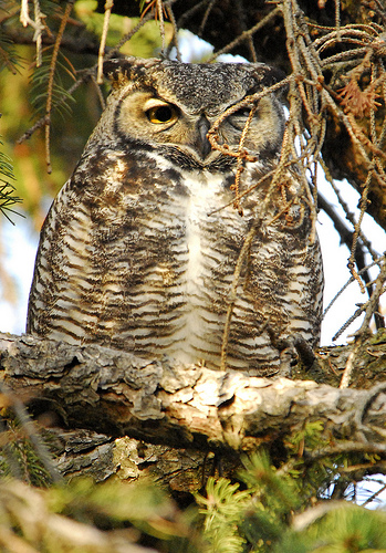 Great Horned Owl