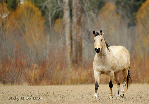 Buckskin glory