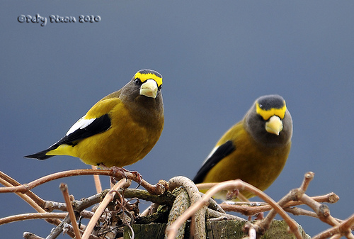 Male Grosbeaks